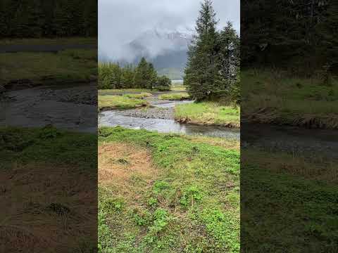 Babbling brook in Alaska. #asmr #asmrsounds