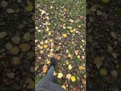 Walk on foliage | ASMR lo-fi 🍂 #asmr #asmrsounds #foliage #autumn #relax #lofi #shorts