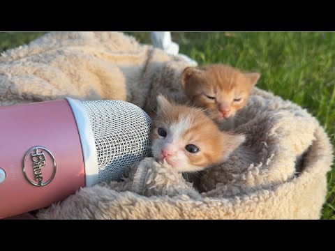 Can This Tiny Kitten Become a Star?
