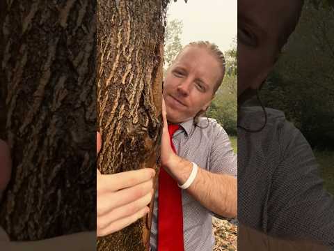 ASMR Giving A Tree A Massage in the Rain #asmr