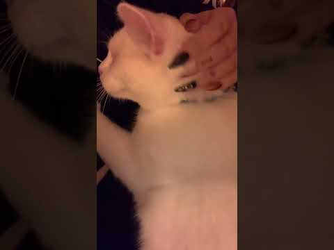 💤ASMR: Cat cuddles 🥺 LOTS OF PURRING!!💤