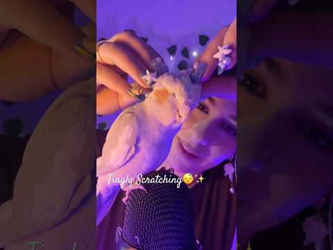 ASMR Giving my fluffy birdie the TINGLES😴🦜 #asmr #relax #visualtingle #sleepaid #birds #cuteanimal