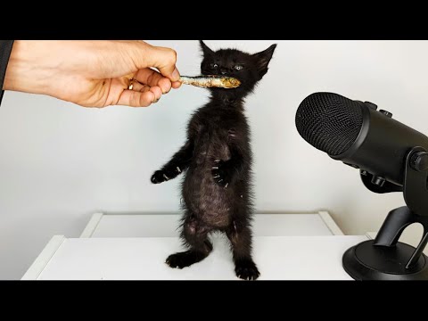 Kitten Eating Dried Fish ASMR