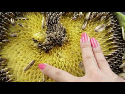 ASMR Challenge 😈 stop watching before the end (if you can!) 
