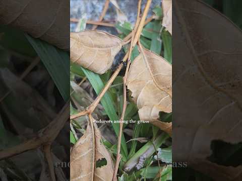 saw strugglers in the field today, you got this little ones! #insects #bugs #ants #bees #fyp #foryou