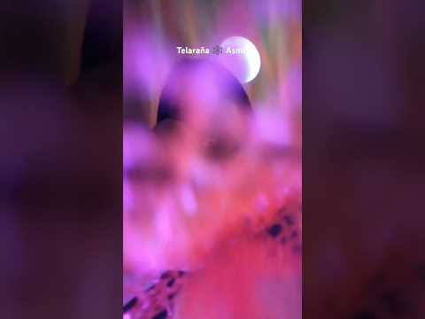 Te quito la telaraña 🕸️🕸️