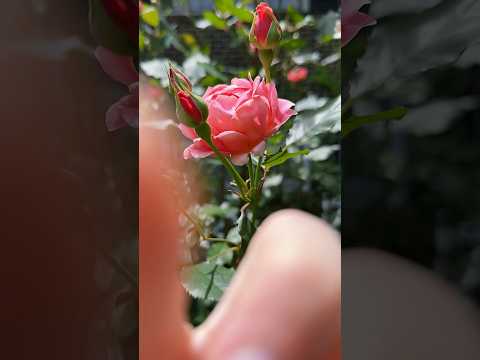 Applying your blush with actual roses #asmr #visualasmr #raeasmr #makeup #naturesounds #birdsounds