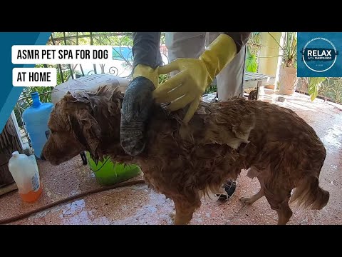 Dog Washing Spa | Gentle Bath Session | Relaxing Pet ASMR