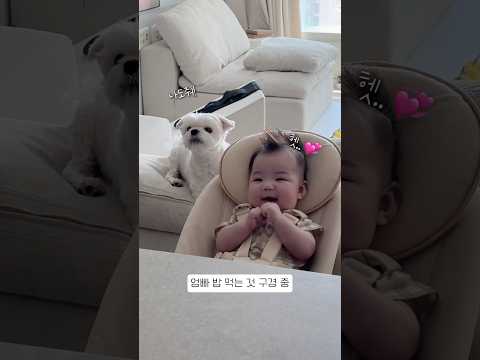 엄빠 밥 먹는 것 구경에 빠진 아기와 강아지
