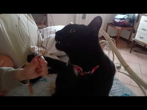 My cat tries asmr?