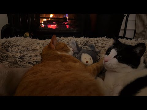 Cat Snoring ASMR