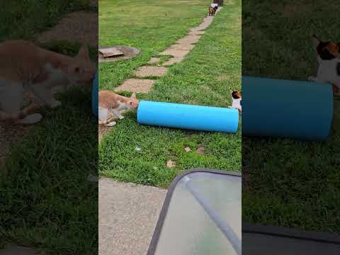 Jaydyn and Spooks Playing