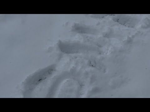 Snow ASMR! (Brushing, packing, footsteps)