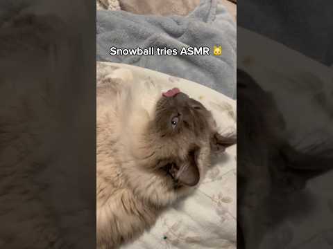 I think she’s a pro 🤭🎙️ #asmr #cat #ragdoll #relax #tingles