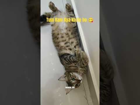Tum Kam Kya karte ho Short video 📸😺🤗 #shorts #cat #funny #viral #cute