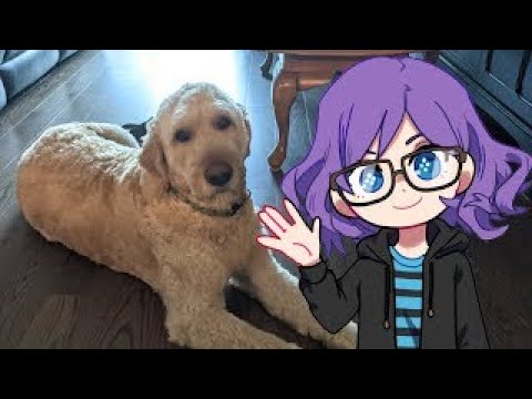 Live Action Nintendogs