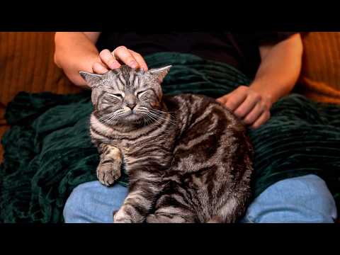 ASMR Cat Tracing and Scratches | He Loves It More Than You 😹 (No Talking, Just Purring)