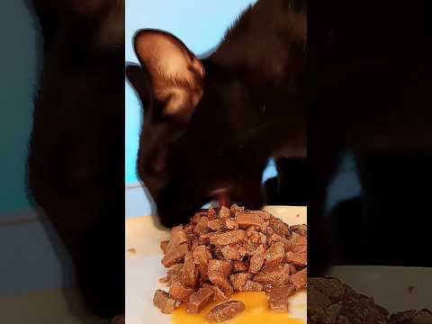 Cat Eating Wet Food ASMR 😋