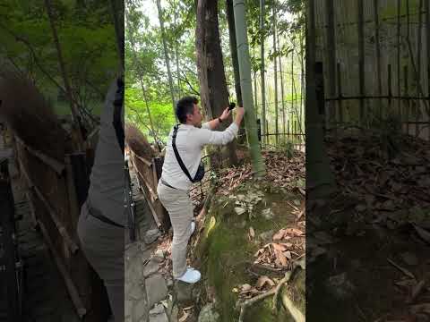 BAMBOO ASMR 🎋 (Hollow Knocks!)