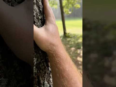 ASMR Tree Massage in the Rain #asmr