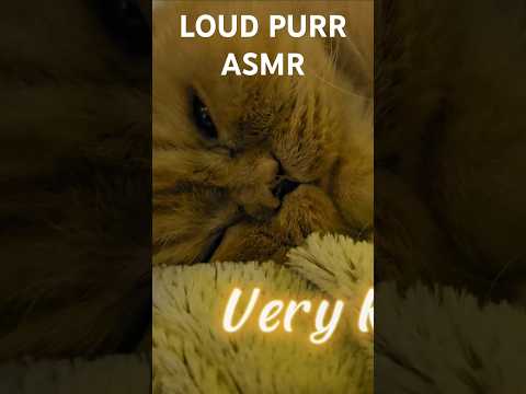 CAT ASMR LOUD PURRS for relaxation #petasmr #catasmr #petgrooming