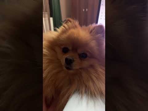 ASMR sleepy dog