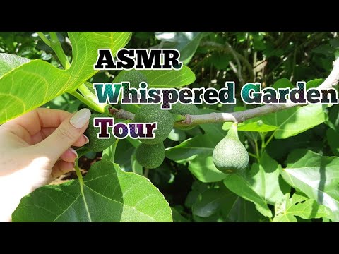 ASMR Whispered Garden Tour(Lo-fi)