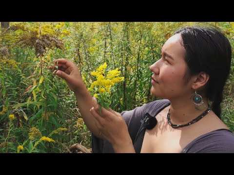 You’ll Fall Asleep So Fast…Endlessly Harvesting & Rambling About Medicinal Plants (ASMR)