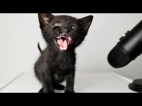 Kitten Meowing too much Loudly / Kitten Sounds ASMR