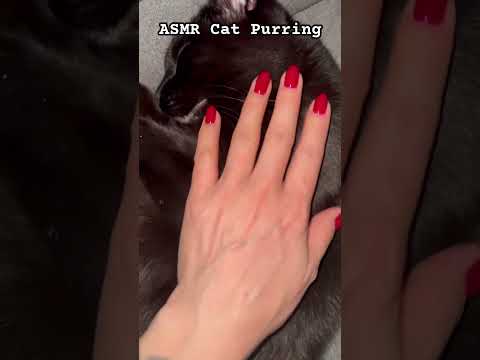 ASMR Cat Purring