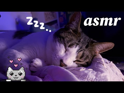 ASMR cat purring to help you sleep (+ lil taz update)