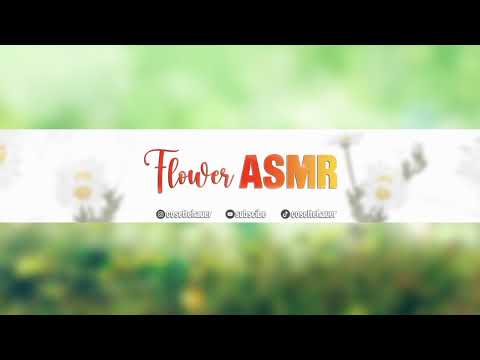 lets chat (not asmr)