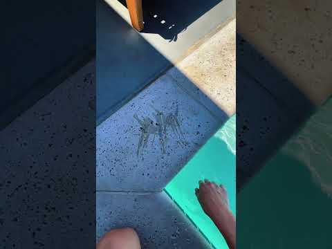 guess the word ASMR at the pool #asmr #lofiasmr #relaxandplay #poolasmr #relax
