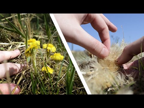 Nature ASMR - 🌸 New flowers in a quarry, Barefoot on moss 👣