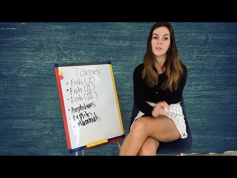 [ASMR] Miss Bell Teaches A Lesson On Classifying Animals