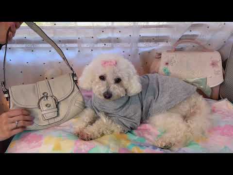 ASMR Purse Shopping super soft ambiance & Tingley | Soft Whispering, Tapping & Scratching