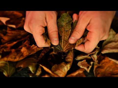 ASMR Crunchy Autumn Leaves