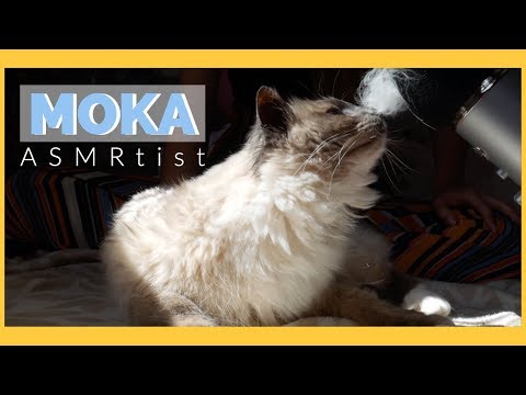 ASMR | Mon amour de bb chat prend le contrôle de ma chaîne