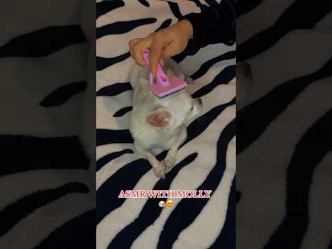 ASMR With Molly 🐶☺️ #asmr #hsyasmr #chiuahua #asmrsounds #asmrvideo