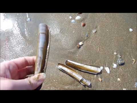 ASMR Whispering - Facts About The Ocean