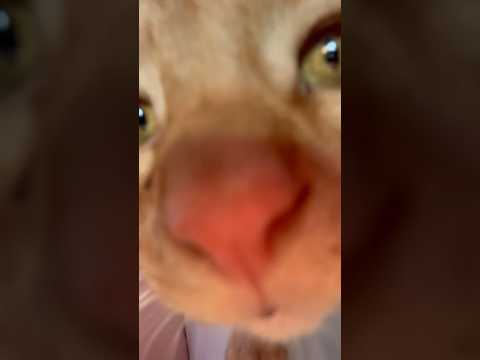 My cat wanted to do kitty kisses ASMR #asmr #funny #cats #kitty