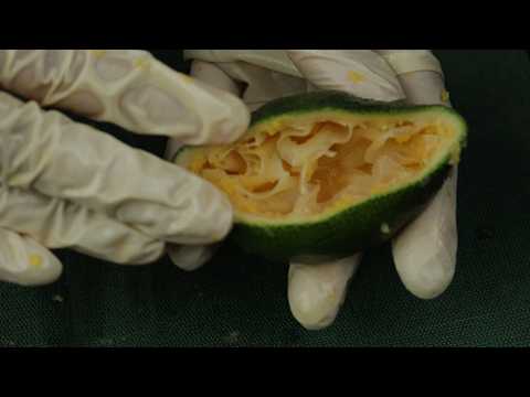 ASMR Satisfying Tangerine Sounds | 100% Guaranteed to Make You Sleep!