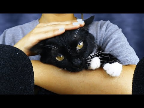 Purrrfect ASMR