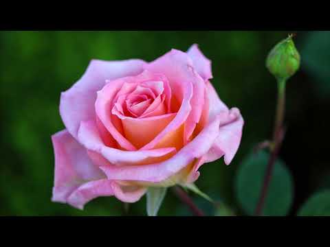 A Meditation to Remind You of Your Worth.