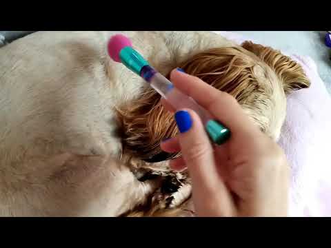 Brushing a puppy to sleep asmr zzzz