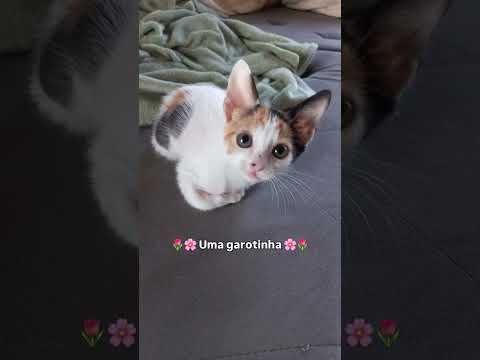 Quem sabe ainda sou uma garotinha  #gatos #cat #petsfofinhos