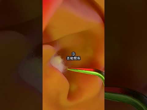 【4択】絶対選ばなきゃイケないなら どの職業がいい？　#asmr
