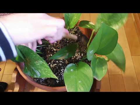 ASMR Plant Pot ( soil and leave sounds)