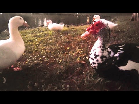 Sunset with Animal Friends ASMR