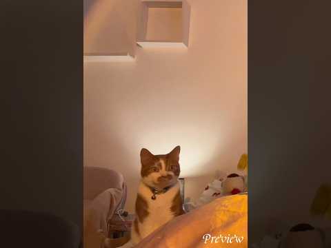 ASMR | cats love asmr 🐈 #asmr